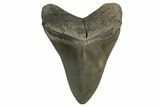 Colorful Fossil Megalodon Tooth From Georgia - Repaired #338611-2